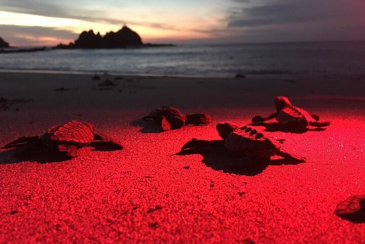 Baby Turtle Release, Night Walk, from Dreams Las Mareas, El Jobo - Photo 1 of 6